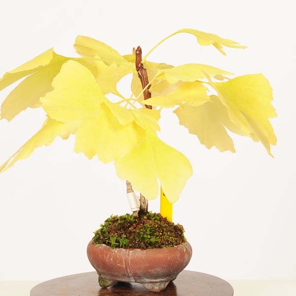 盆栽：銀杏(イチョウ)*(鉢ヒビ有)現品 一点物 いちょう Icho bonsai