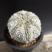 ܥƥ󡧥ȥեĥ *6ʡʸ¤