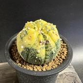 ܥƥ󡧥ȥեĥ ݶ*5ʡʸ¤ꡡ