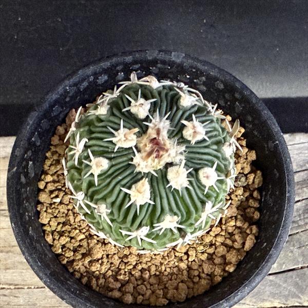 サボテン：エキノフォスロカクタス 白玉 実生*幅3cm | サボテン