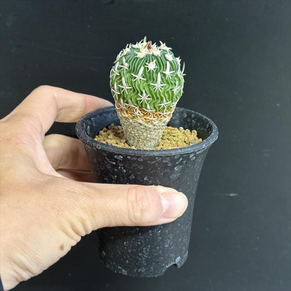 サボテン：エキノフォスロカクタス 白玉 実生*幅3cm | サボテン