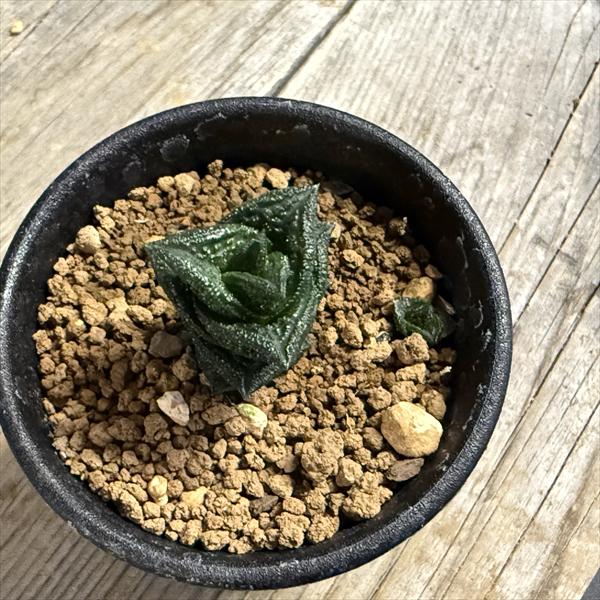 多肉植物：ハオルチア ニグラno.1 特丸葉ダルマタイプ*幅2cm 現品
