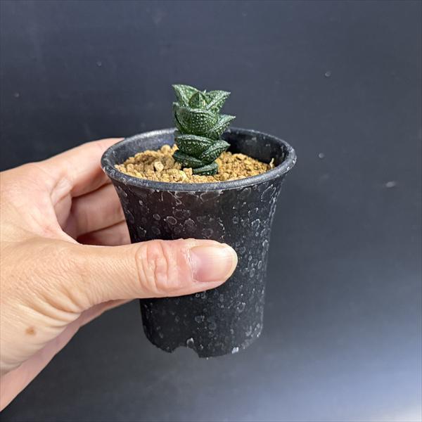多肉植物：ハオルチア ニグラno.1 特丸葉ダルマタイプ*幅2cm 現品