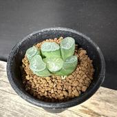 ¿ʪϥ һ *3.5ʡʸ¤