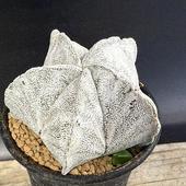 ܥƥ󡧥ȥեĥ ˱̡ʥϥ˼*10cmʡʸ¤