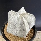 ܥƥ󡧥ȥեĥ ˱̡ʥϥ˼*5.5cmʡʸ¤