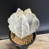 ܥƥ󡧥ȥեĥ ˱̡ʥϥ˼*6cmʡʸ¤