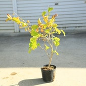 ڡġĤߤɤ  Ĥ뤦ɤ*ĥ륦ɥ