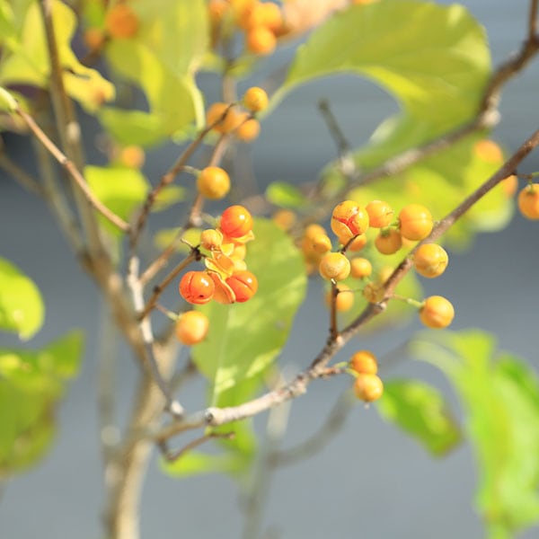 庭木 苗：つる梅もどき つるうめもどき 雌株* ツルウメモドキ | 盆栽