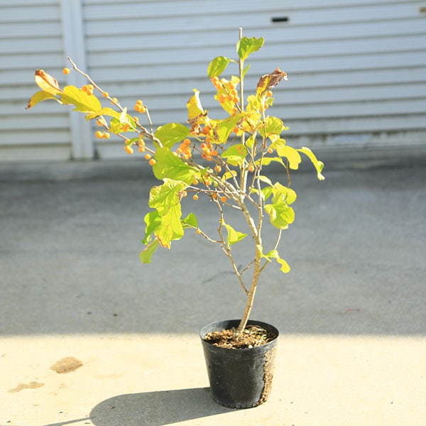 庭木 苗：つる梅もどき つるうめもどき 雌株* ツルウメモドキ | 盆栽