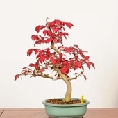 �ߺϡ����ޤ�ߡ�����*����ʪ ���ޥ�ߡ�Komayumi bonsai Euonymus alatus�������ߺ�