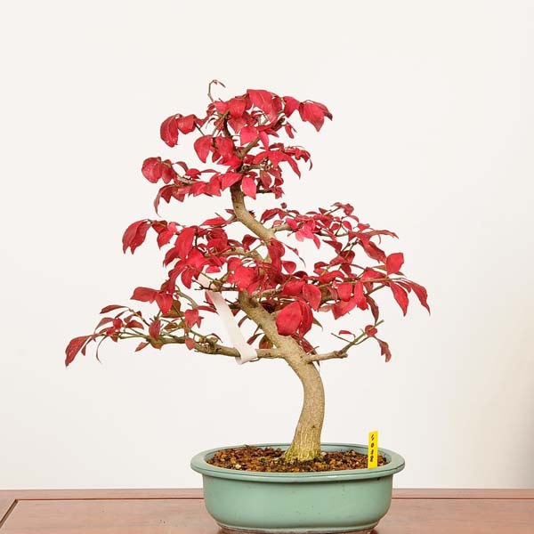 盆栽：こまゆみ 現品*一点物 コマユミ Komayumi bonsai Euonymus