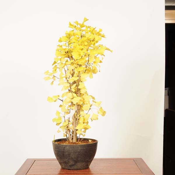 盆栽：銀杏(イチョウ)寄せ*(プラ鉢)現品 一点物 いちょう Icho bonsai