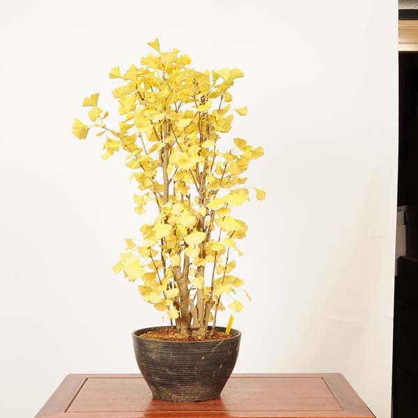 盆栽：銀杏(イチョウ)寄せ*(プラ鉢)現品 一点物 いちょう Icho bonsai