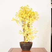 ߺϡ(祦)*(ץȭ) ʪ 礦 Icho bonsai  ߺ