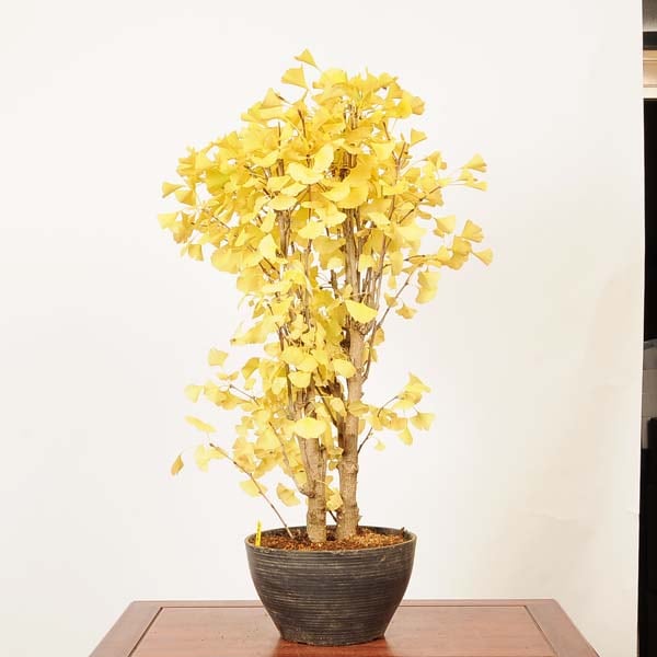 盆栽：銀杏(イチョウ)寄せ*(プラ鉢)現品 一点物 いちょう Icho bonsai