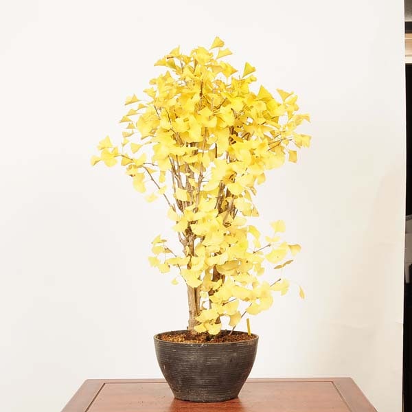 盆栽：銀杏(イチョウ)寄せ*(プラ鉢)現品 一点物 いちょう Icho bonsai