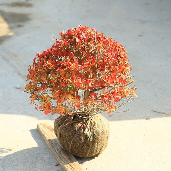 庭木 植木 花木：ドウダンツツジ 玉造り 小玉 樹高30cm 幅40cm