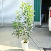 ڡڡʡԥʸ¤ꡡ*ڥ󸶻Τ襤