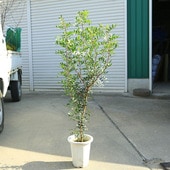 ڡڡʡԥʸ¤ꡡ*ڥ󸶻Τ襤