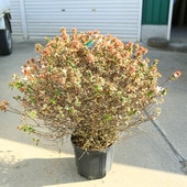 ڡġ٥ꥢʥޥå祳졼ȡˤ٤ꤢꥢ٥ꥢ8桡70ʡʸ¤ꡪޥȯ