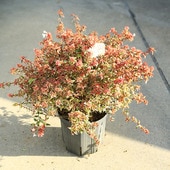 ڡ ٥ꥢʥȥꥫ顼㡼ˤ٤ꤢꥢ٥ꥢ8桡ʸʸ¤ꡪ