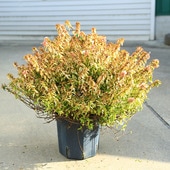 ڡ ٥ꥢʥ쥤ɥסˤ٤ꤢꥢ٥ꥢ桡 ʸ¤ꡪ