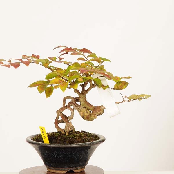 �ߺϡ�ɴ����*���� ����ʪ ���뤹�٤ꡡ���륹�٥� sarusuberi��bonsai �������ߺ�