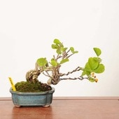 ߺϡĤߤɤ*ʪ ̢ߵĥ륦ᡡTsuruumemodoki bonsai ߺϡ