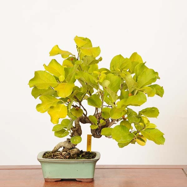 盆栽：つる梅もどき 現品(鉢カケ有)*一点物 蔓梅擬 ツルウメ