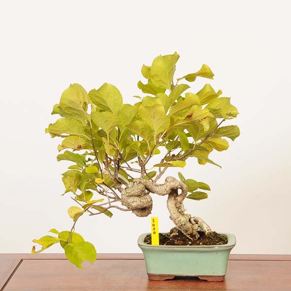 盆栽：つる梅もどき 現品(鉢カケ有)*一点物 蔓梅擬 ツルウメ