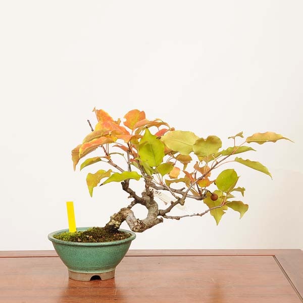 盆栽：小梨(こなし) 現品*一点物 コナシ konashi Malus toringo 小品