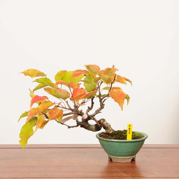 盆栽：小梨(こなし) 現品*一点物 コナシ konashi Malus toringo 小品