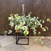  տʪ ť*إǥ ʥꥨ󥷥 5 ߤȭ