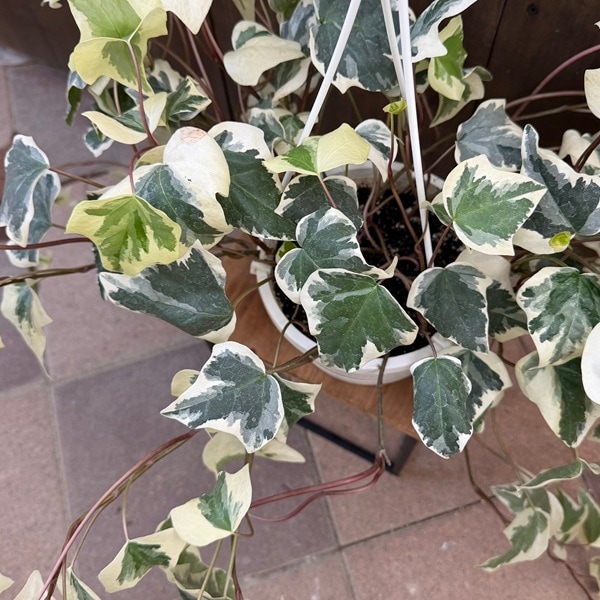 ⭐️専用⭐️観葉植物 斑入りオカメヅタ 新芽カット苗 5本 挿し穂 ガーデニング ⭐️専用⭐️観葉植物 斑入りオカメヅタ 新芽カット苗 5本 挿し穂