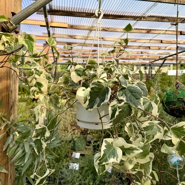 おしゃれ 観葉植物：斑入り オカメヅタ*ヘデラ カナリエンシス 5号