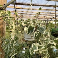 おしゃれ 観葉植物：斑入り オカメヅタ*ヘデラ カナリエンシス 5号