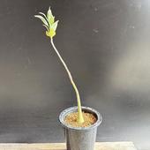 ǥåǥ˥ڥ奨꡼*2.5ʡʸ¤ꡡȯ