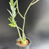 ǥåǥ˥ڥ奨꡼*4ʡʸ¤ꡡȯ