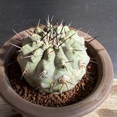 ܥƥ󡧥ԥݥ  ĥƫȭ*6.5cmʡʸ¤ꡡ