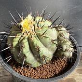 ܥƥ󡧥ԥݥ  ĥ*11cmʡʸ¤