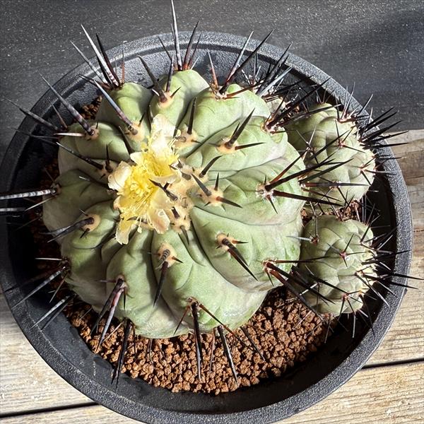 サボテン：コピアポア 黒王丸 ツギ*幅11cm 現品！一品限り | サボテン