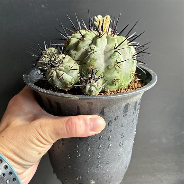 サボテン：コピアポア 黒王丸 ツギ*幅11cm 現品！一品限り | サボテン