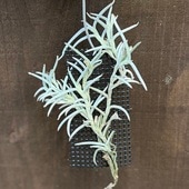  տʪ ץġ󥸥 ꥹ*ץ