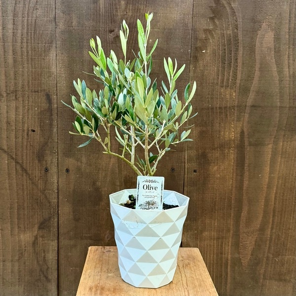 観葉植物 オリーブの木 品種選べます：オリーブ 5号*フラントイオ