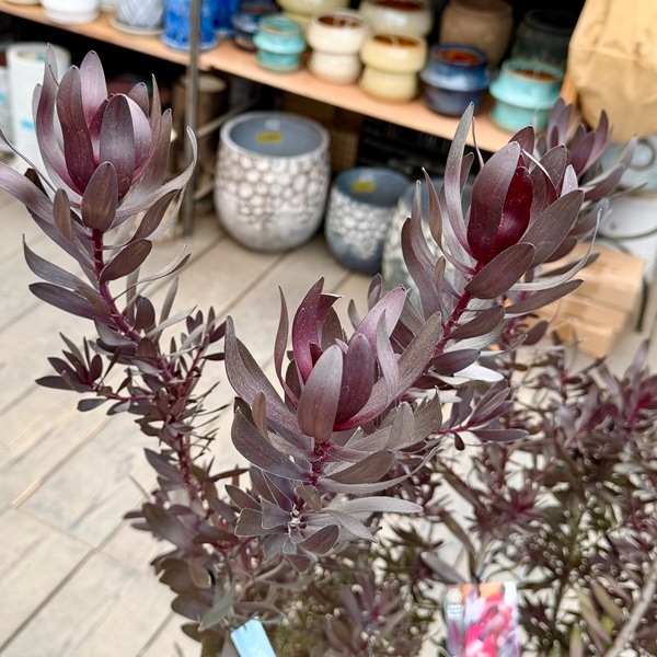 鉢花 観葉植物：リューカデンドロン デュリフ*7号 現品をお届け 黒