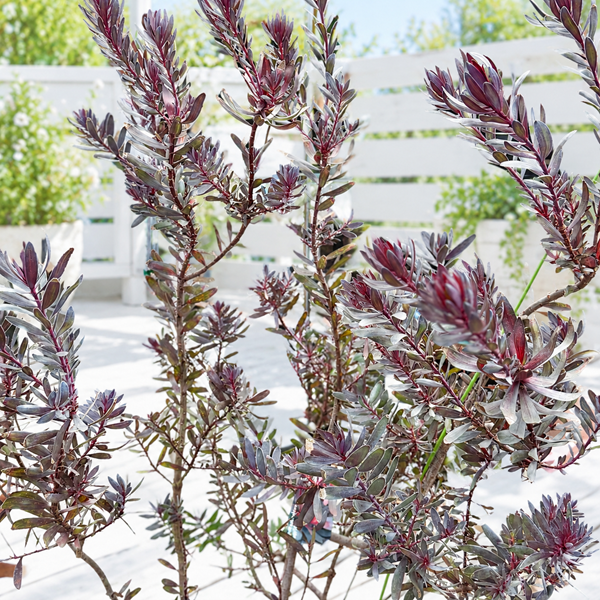 鉢花 観葉植物：リューカデンドロン デュリフ*7号 現品をお届け 黒