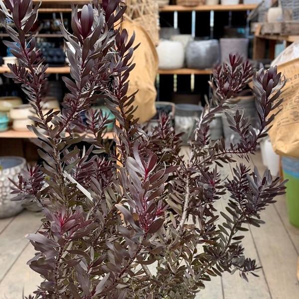 希少リューカデンドロン デュリフ6号鉢高さ60cm 鉢花 観葉植物：リューカデンドロン デュリフ*7号 現品をお届け 黒