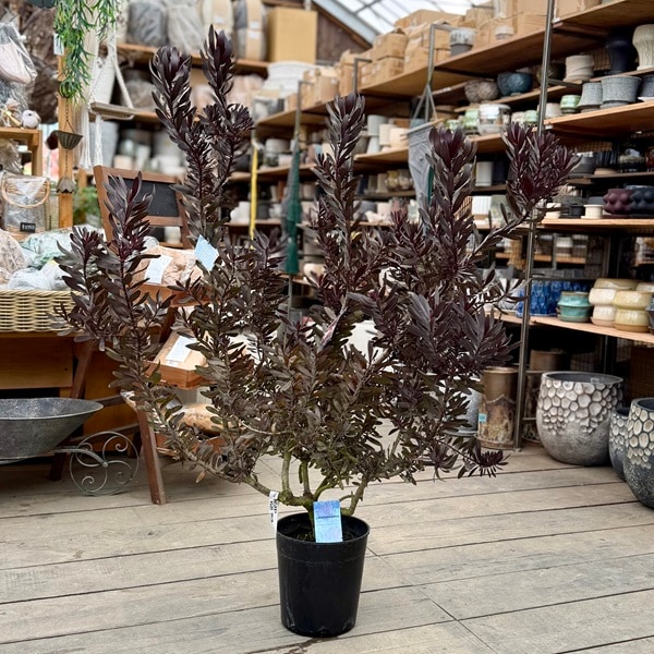 鉢花 観葉植物：リューカデンドロン デュリフ*7号 現品をお届け 黒