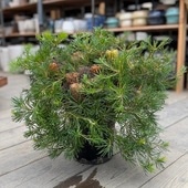 տʪ ȭ ġХ󥯥 Сǡɥ*7 Banksia Birthday Candles ʤϤ